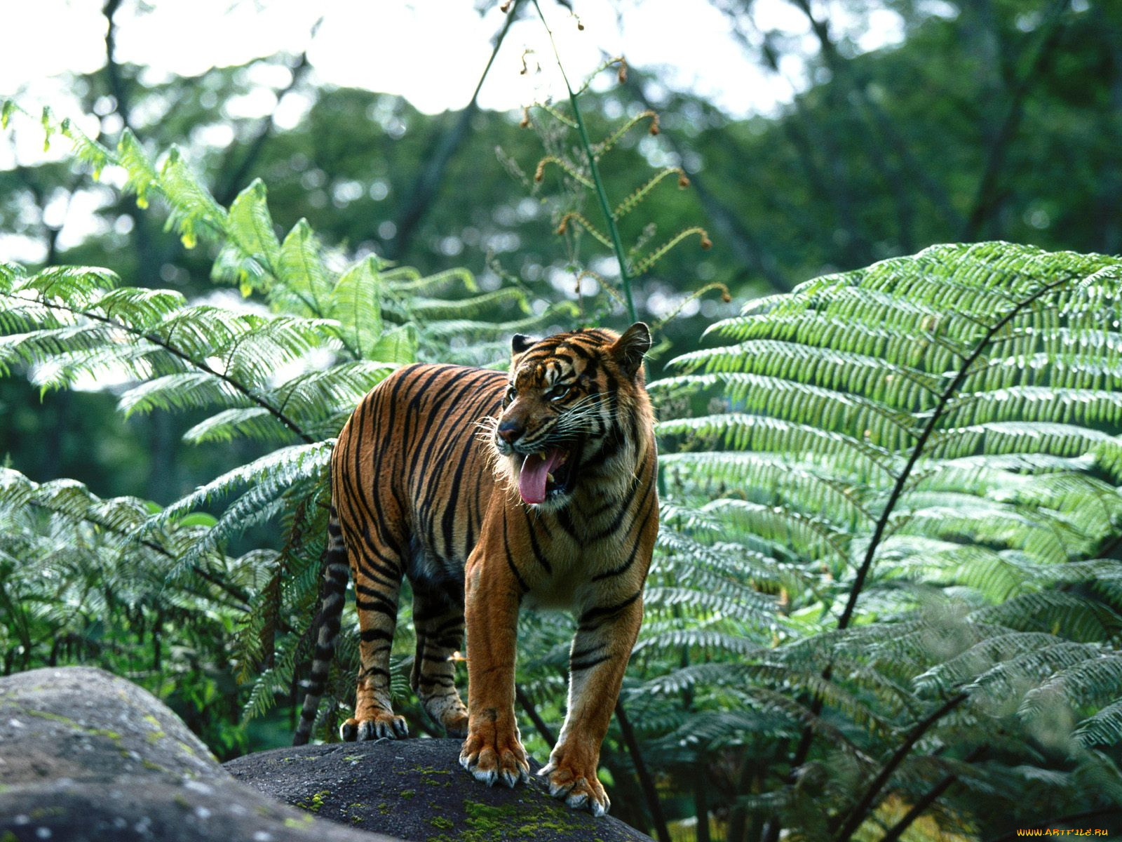 Jungle tiger. Суматранский тигр в дикой природе. Тигр тропического леса Индии. Индокитайский тигр. Суматранский тигр симулятор.